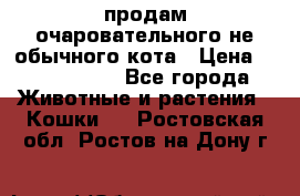 продам очаровательного не обычного кота › Цена ­ 7 000 000 - Все города Животные и растения » Кошки   . Ростовская обл.,Ростов-на-Дону г.